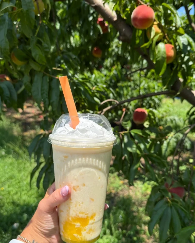 Wandering through the orchard with a peach milkshake in hand... sounds like the perfect day to us 👀🍑 Grab a snack at our market or the Eatery and head to the Shed for a perfect day of on-farm activities. Details below ⬇️

📆 Dates and Times
Sat. 6/28 and Sun 6/29: 10am-5pm
*Last admission sold one hour before close

🎟️ Admission: $6/person + tax ages 3+. Includes access to ALL u-pick fields, farm games and a wagon ride to the orchard!
•••
⭐️ U-Pick Offerings ⭐️ 
🍑 Peaches: $25 peck bag or 2 for $40
🌸 Farm Flowers: $8 small cup or $20 large bucket
🥒 Garden Veg Mix (squash, zucchini, green beans): $9 small bag (~3 lbs) or $20 large bag (~8 lbs.)

*Containers from home and pets are NOT permitted.