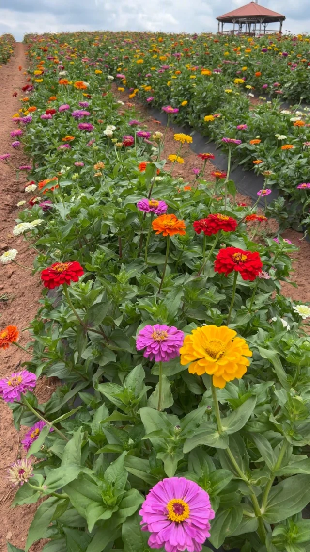 You belong among the wildflowers 💐 End your weekend in the flower field with us! Last admission for U-Pick sold at 4 p.m. today 🎉🍑⬇️

We hope you’ve had an amazing Independence Day 🇺🇸 The fun is just getting started. Check out the details below ⬇️ and make plans to visit us this weekend!

🎟️ Admission: $6/person + tax ages 3+. Includes access to ALL u-pick fields, farm games and a wagon ride to the orchard!
•••
⭐️ U-Pick Offerings ⭐️ 

🍑 Peaches: $25 peck bag or 2 for $40
🌸 Farm Flowers: $8 small cup or $20 large bucket
🥒 Garden Veg Mix (squash, zucchini, green beans): $9 small bag (~3 lbs) or $20 large bag (~8 lbs.)
🖤 Blackberries: $15/half gallon bucket

*Containers from home and pets are NOT permitted.