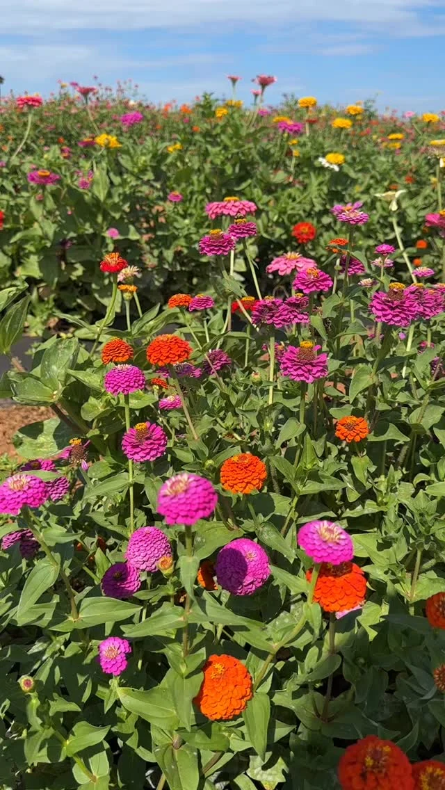 Making your instagram dreams come true ✨🌸 Need weekend plans? Visit the farm for u-pick flowers, peaches, homemade treats and more! We can’t wait to see you soon 🤩

⭐️ U-Pick Dates and Hours:
Saturday, July 12: 10am-5pm
Sunday, July 13: 10am-5pm
*Last ticket sold one hour before closing.

🛒 Market and Eatery open normal hours.