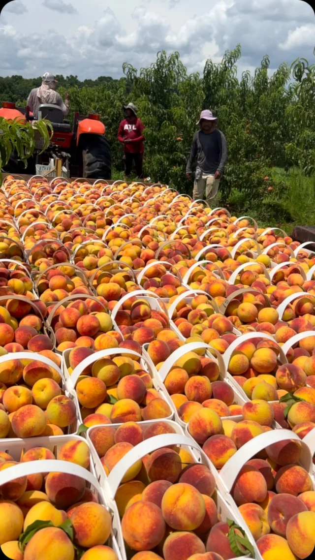 A full trailer loaded down with flavor… doesn’t get much sweeter than that 🍑 Our market is stocked with fresh produce, the Eatery is ready to serve lunch AND u-pick is open! Check our previous posts or website for details. See y’all soon 🤩🚜🥪