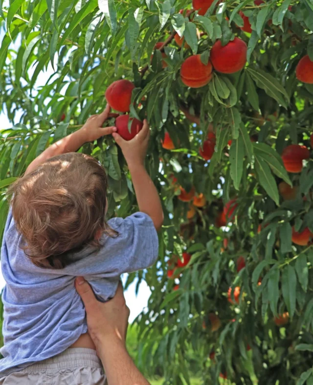 The weekend is finally here 🤩 Make plans to visit the farm for u-pick, fresh produce and delicious homemade treats. Info below ⬇️ See y’all soon!

📆 Dates and Times
Friday, July 18: 10am-4pm
Saturday, July 19: 10am-5pm
Sunday, July 20: 10am-5pm
*Last admission sold one hour before close.

🎟️ Admission: $6/person + tax ages 3+. Includes access to ALL u-pick fields, farm games and a wagon ride to the orchard!
•••
⭐️ U-Pick Offerings ⭐️ 
🍑 Peaches: $25 peck bag or 2 for $40
🌸 Farm Flowers: $6 small cup or $20 large bucket
🍅 Garden Veg Mix (squash, zucchini, green beans, tomatoes): $9 small bag (~3 lbs) or $12 large bag (~8 lbs.)

*Containers from home and pets are NOT permitted.

📸: @johnadamsphotographyshots
