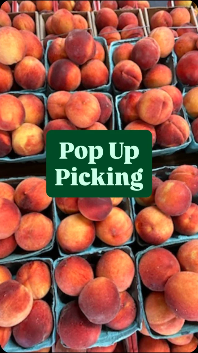 Commerce, Athens and surrounding areas ‼️ THIS WEEKEND - we have a treat for you! Join us July 26 & 27 for an exclusive opportunity to visit our farm in Homer, GA. This “Pop Up Picking” event will be fun for all ages. Check out details below ⬇️ 

📍381 Wright St. Homer, GA 30547⠀
⠀
📆 Dates and Times⠀⠀
Saturday, July 26: 10am-5pm⠀
Sunday, July 27: 12-5pm⠀
*Last wagon ride to the orchard leaves one hour before closing each day.⠀
⠀
🎟️ Admission: $2/person + tax for ages 3+. Includes a wagon ride and access to our orchard!⠀
⠀
🍑 Peck Bags: $25 each or 2 for $40⠀
*Each group must purchase at least one bag to enter the field.⠀
⠀
🛒 We will have a Pop-Up Market with fresh produce and other delicious Jaemor goodies.⠀
⠀
*Containers from home and pets are not permitted at the Homer farm.
**We will have regular u-pick available at the main farm in Alto, as well!